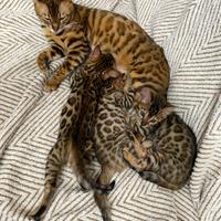 Cuccioli bengal