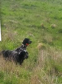 Setter inglese 