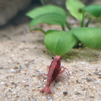Caridine Red Cherry (Neocaridina davidi)