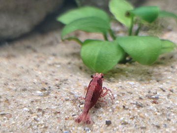 Caridine Red Cherry (Neocaridina davidi)
