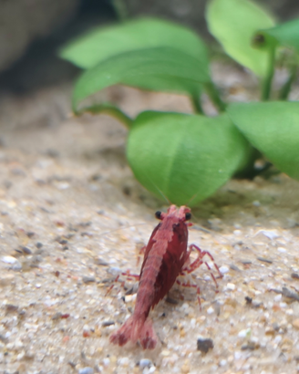 Caridine Red Cherry (Neocaridina davidi)