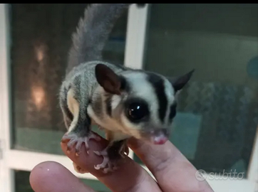 Petauri di 3 mesi piccolini maschi e femmine