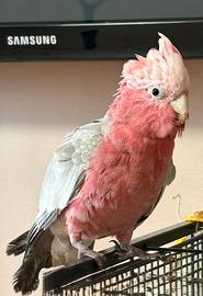Cacatua rosa