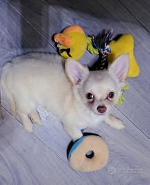 Dolce cucciola di chihuahua femmina