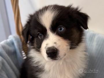 Cuccioli Australian Shepherd / Pastore Australiano