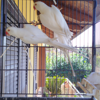 Parrocchetti dal collare