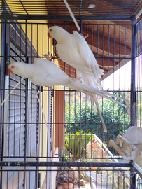 Parrocchetti dal collare