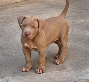 American Bully XL