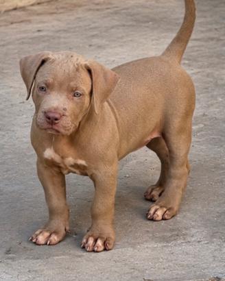 American Bully XL
