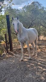 Cavalla