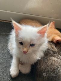 Red point a pelo lungo