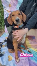 Cagnolina taglia contenuta