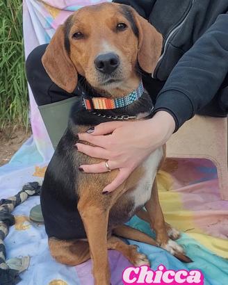 Cagnolina taglia contenuta