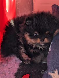 Cuccioli Spitz di pomerania