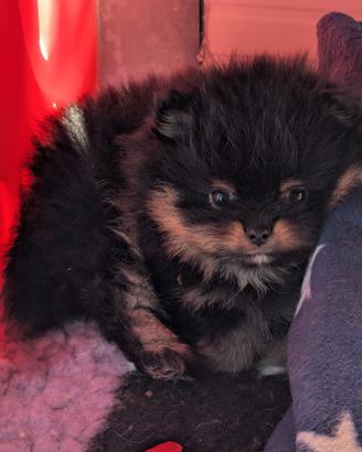 Cuccioli Spitz di pomerania