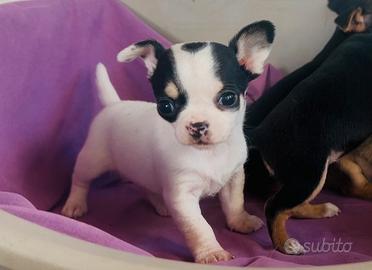 Cuccioli chihuahua 60 giorni