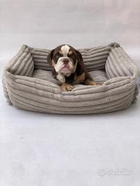 Bulldog Inglese