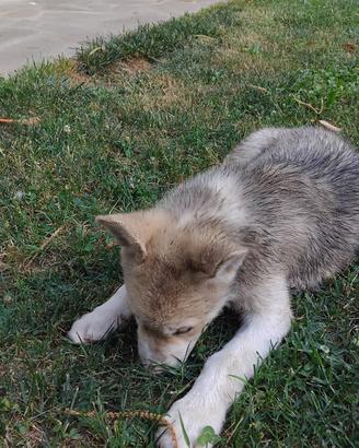 Due cuccioli di 3 mesi