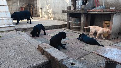 Cuccioli di Labrador