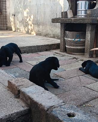 Cuccioli di Labrador