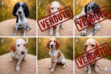 Setter inglesi, cuccioli