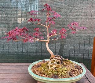Bonsai Acero Palmato Rosso