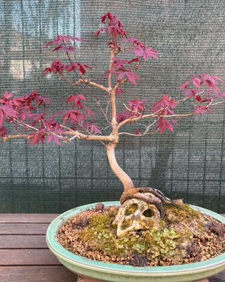 Bonsai Acero Palmato Rosso