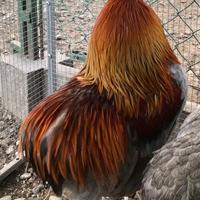 Gallo Araucana