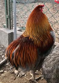 Gallo Araucana