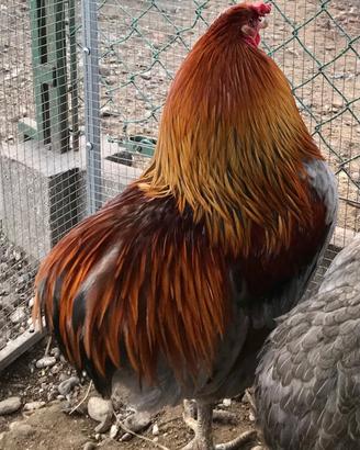 Araucana e Olive Egger