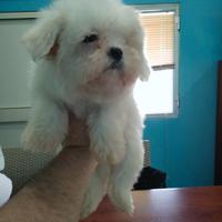 Maltese mini Toy coreano