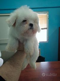 Maltese mini Toy coreano