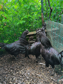 Galline cemani