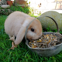 Coniglietti ariete nani Roma Sud