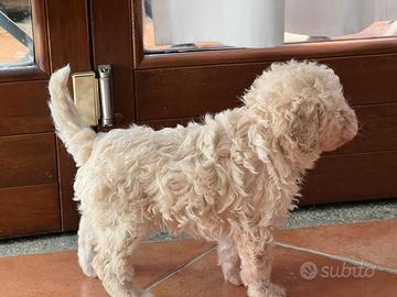 Lagotto Romagnolo