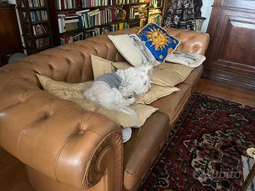 divano in pelle chesterfield