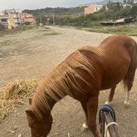 Quarter horse castrone