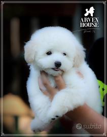 Barboncino toy bianco