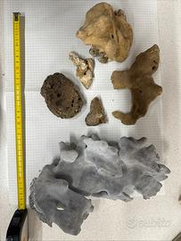 Set ricci, haliotis, corallo senza spugne, tonna