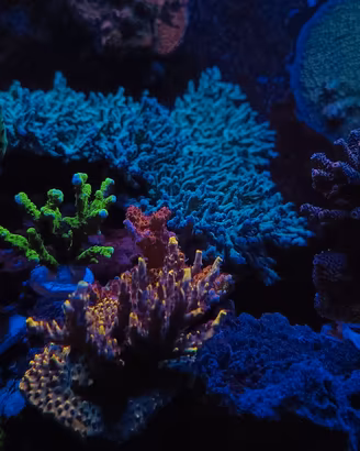 Talee Acropora