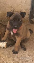 Splendidi cuccioli Malinois Fulvo Carbonato