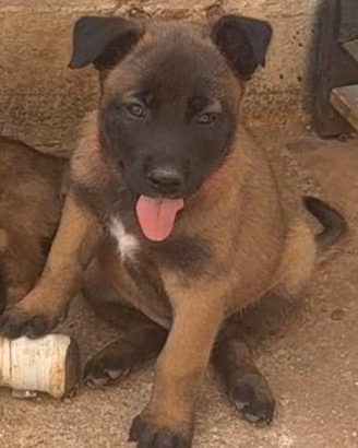 Splendidi cuccioli Malinois Fulvo Carbonato