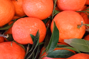 FRUTTERIA E GENERI ALIMENTARI 