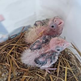 Calopsite da imbecco