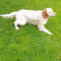 Setter femmina
