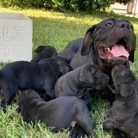 Cuccioli di cane corso