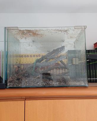Acquario