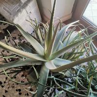 Pianta di Aloe Vera