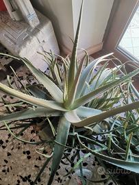 Pianta di Aloe Vera