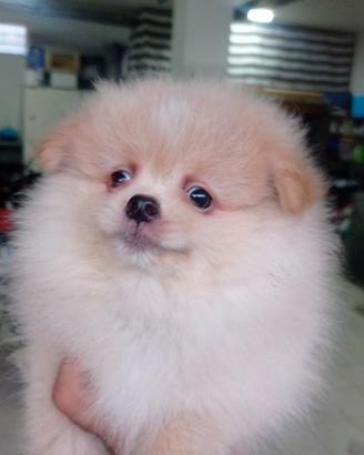 Spitz tedesco